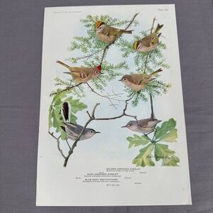 1936 Louis Fuertes Crowned Kinglet Blue Gnatcatcher Vintage Bird Book Plate Art
